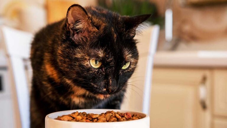 Was tun, wenn Katzen Appetitlosigkeit hat?