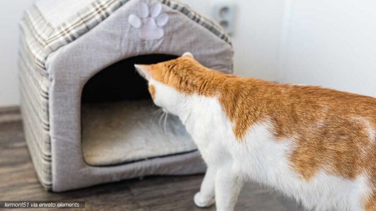 Die Katzenhöhle – nicht nur ein willkommener Rückzugsort